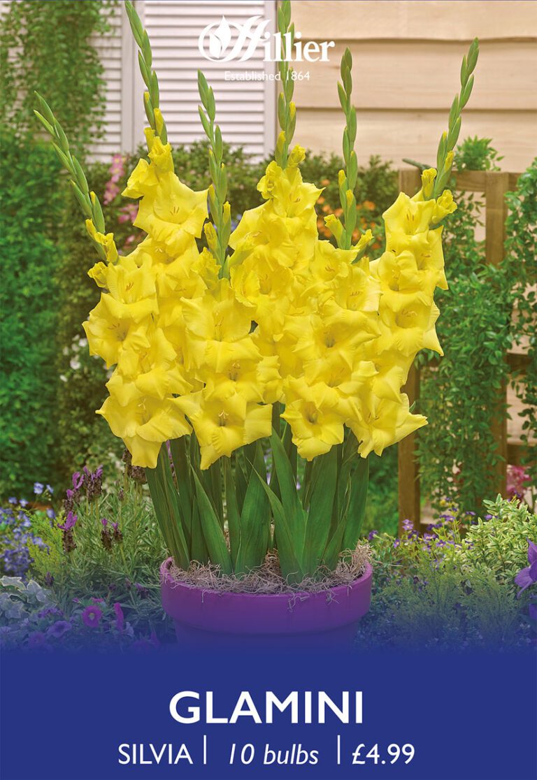 8718641970386 1 Glamini Silvia.jpg